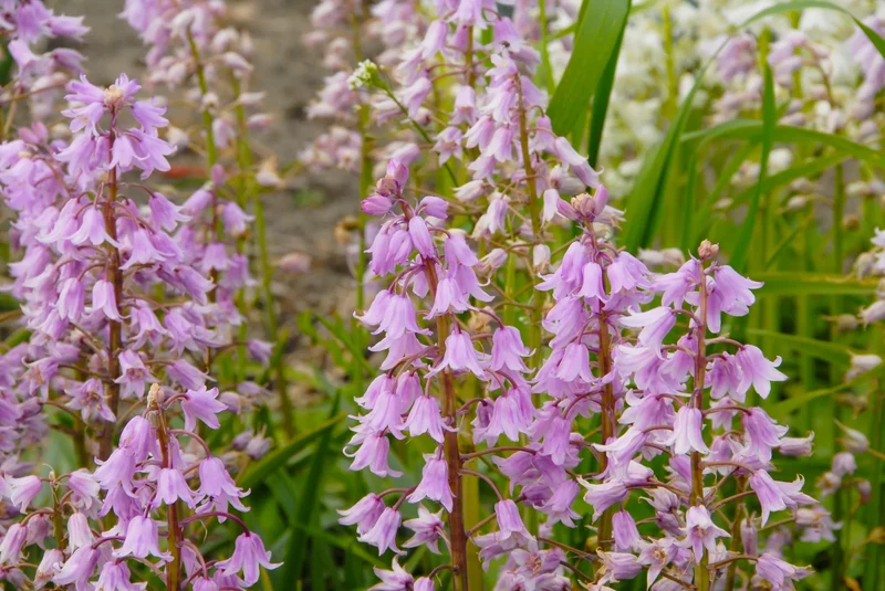 Bulbes de fleurs Non-Traité Hyacinthoides hisp. Rose Queen calibre 8/10 (3731000)