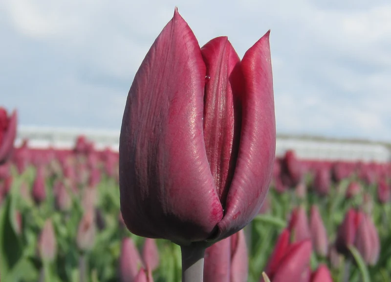 Bulbes de fleurs Non-Traité Tulipe Ronaldo® calibre 12/+ (1014300)