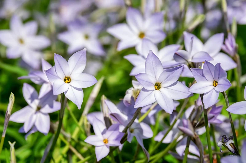 Bulbes de fleurs Non-Traité Ipheion Rolf Fiedler calibre 4/+ (3734500)