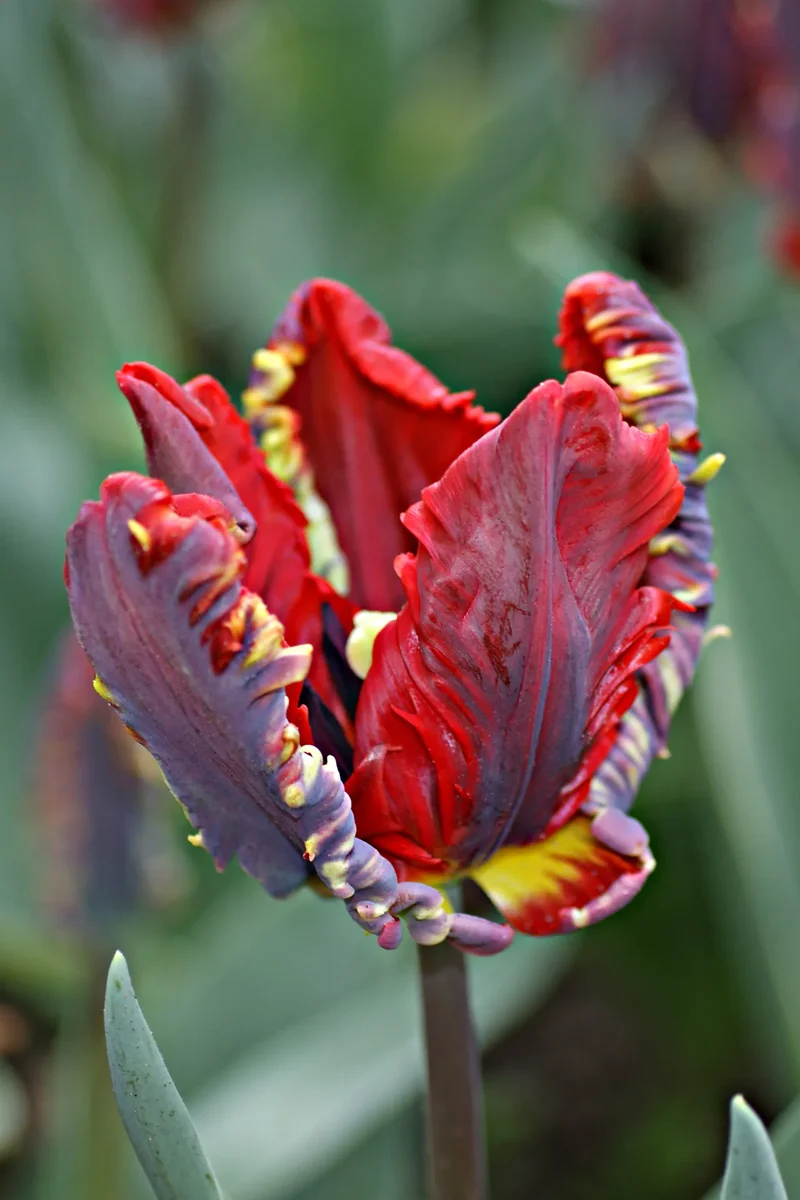 Bulbes de fleurs Non-Traité Tulipe Rococo calibre 12/+ (1014200)