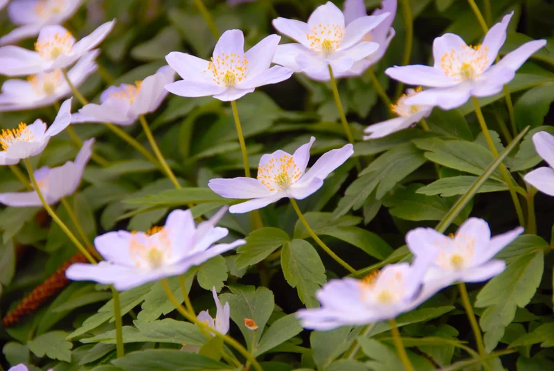 Bulbes de fleurs Non-Traité Anemone nemorosa Robinsoniana calibre 1 (5001600)
