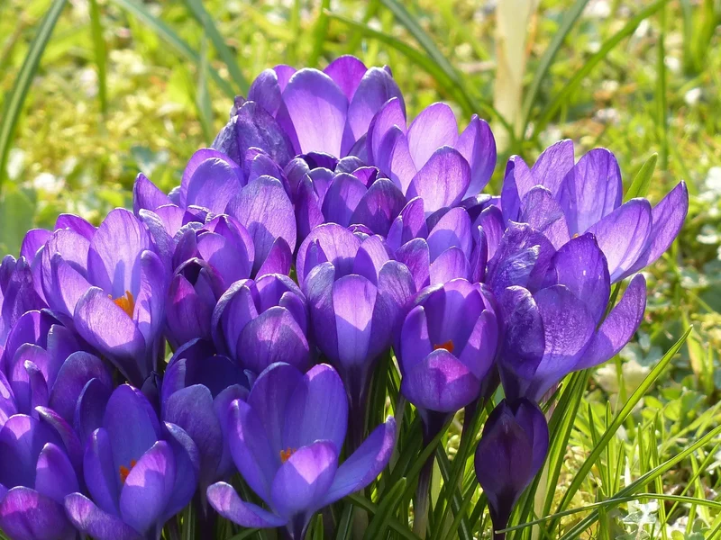 Bulbes de fleurs Non-Traité Crocus Remembrance calibre 9/10 (2503500)