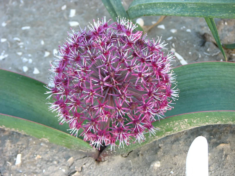 Bulbes de fleurs Non-Traité Allium karataviense Red Giant Star calibre 12/14 (3135500)