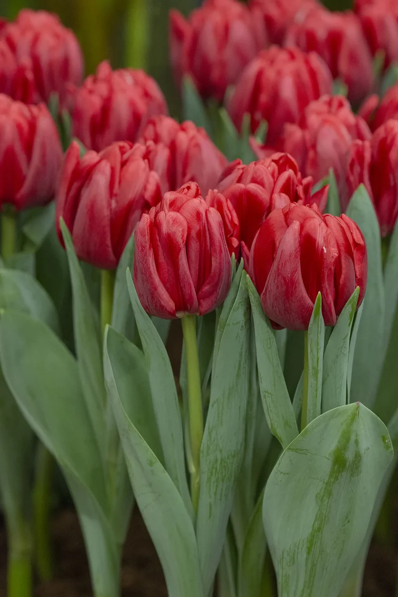Bulbes de fleurs Non-Traité Tulipe Red Foxtrot calibre 12/+ (1048700)