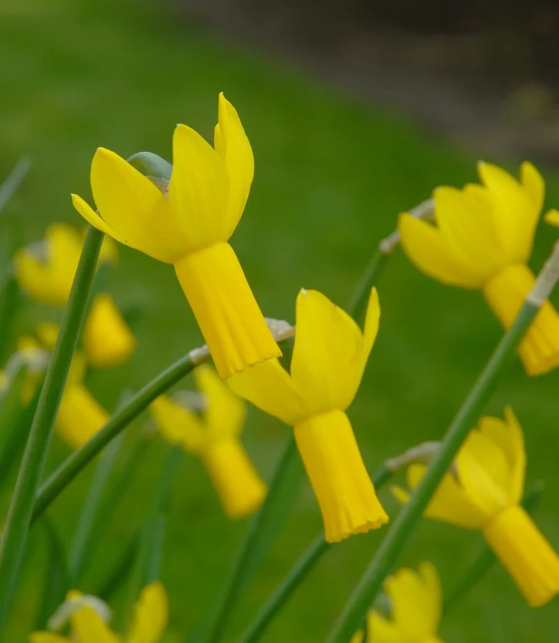 Bulbes de fleurs Non-Traité Narcissus Rapture calibre z12/14 (2026500)