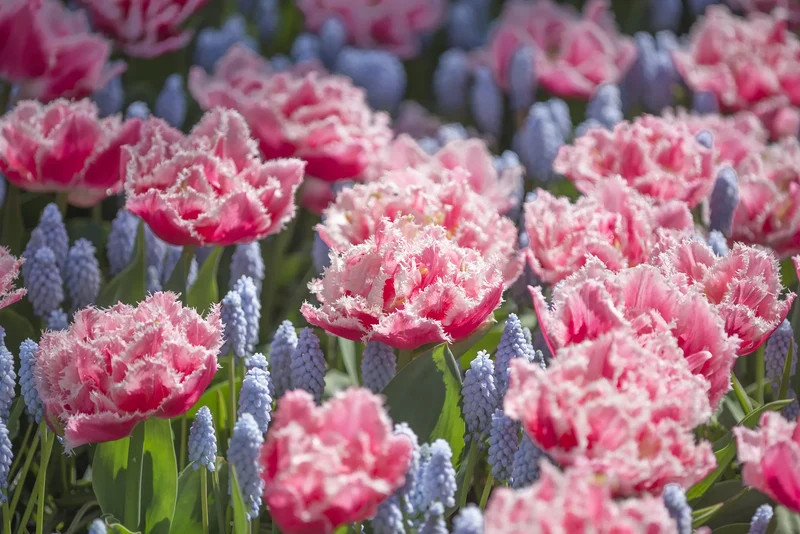 Bulbes de fleurs Non-Traité Tulipe Queensland® calibre 11/12 (1013800)