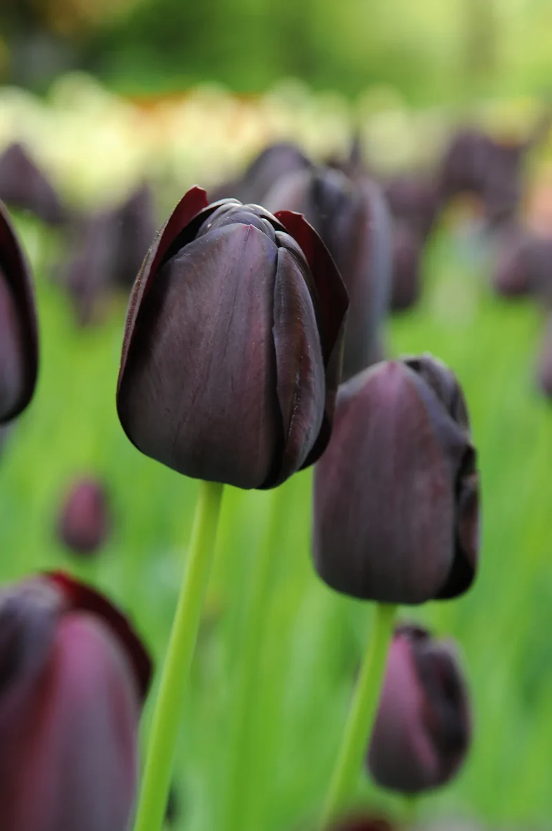 Bulbes de fleurs Non-Traité Tulipe Queen of Night calibre 12/+ (1013700)