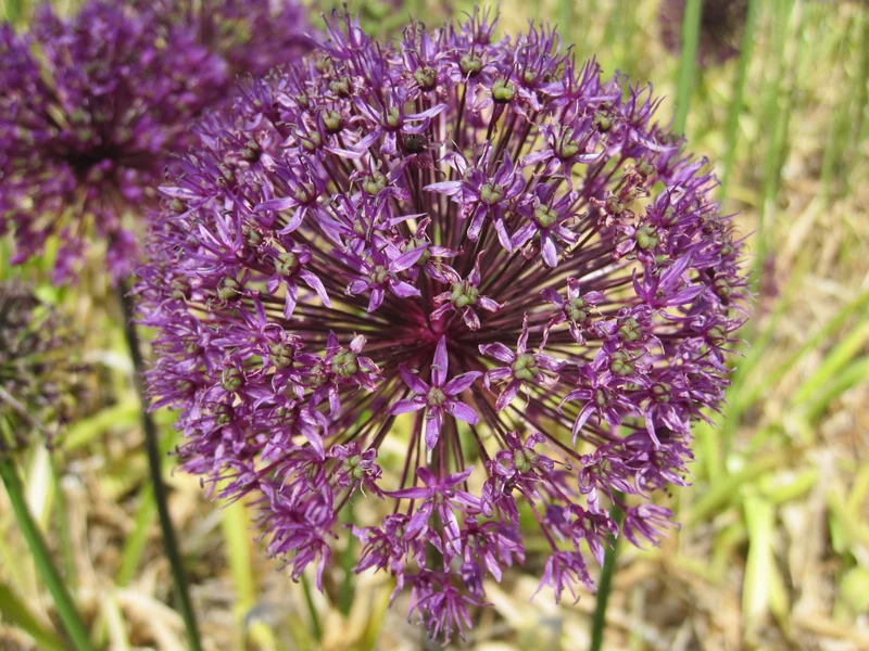 Bulbes de fleurs bio Allium aflatunense Purple Sensation calibre 10/+ (apuse10)