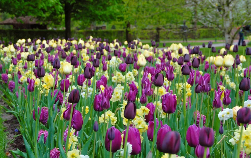 Bulbes de fleurs Non-Traité Mix Purple Rain Mix (9002800)