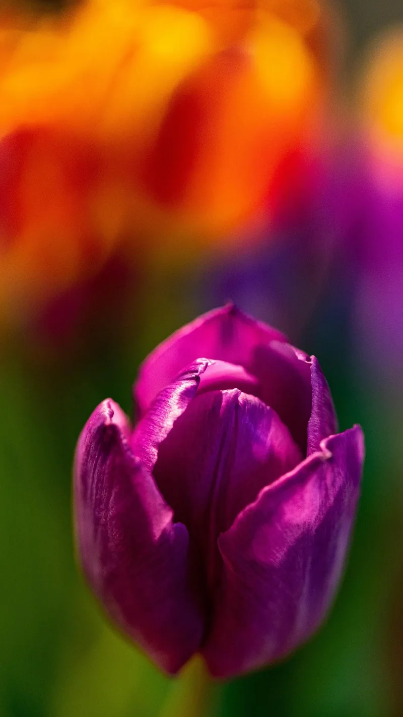 Bulbes de fleurs Non-Traité Tulipe Purple Prince calibre 12/+ (1013500)