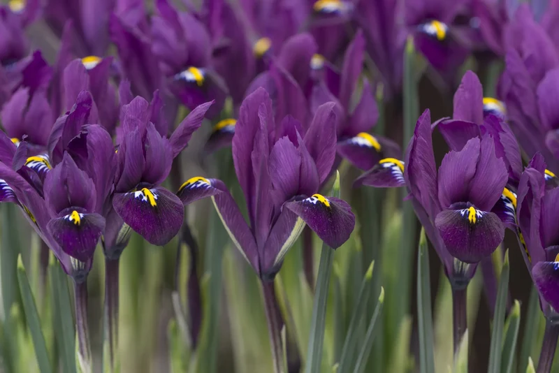 Bulbes de fleurs Non-Traité Iris reticulata Purple Hill® calibre 6/+ (3756500)
