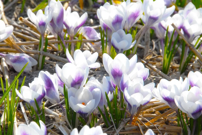 Bulbes de fleurs Non-Traité Crocus chrysanthus Prins Claus calibre 5/+ (2500600)