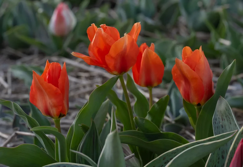 Bulbes de fleurs Non-Traité Tulipe Princess Household calibre 12/+ (1059000)