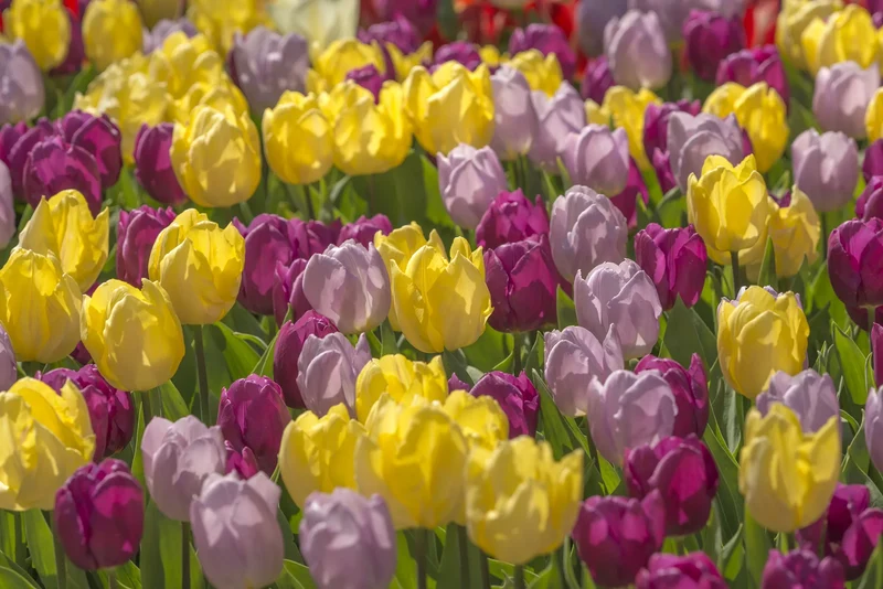 Bulbes de fleurs Non-Traité Mix Prince of Love Mix (9002000)