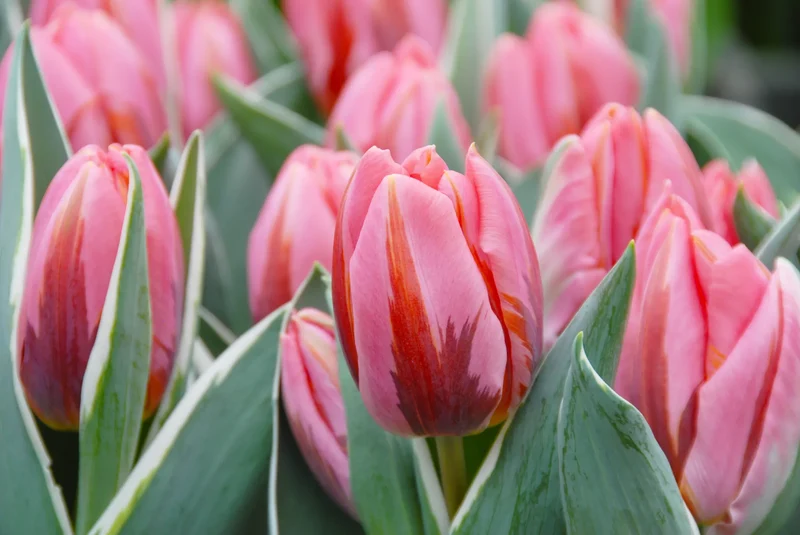 Bulbes de fleurs Non-Traité Tulipe Pretty Princess calibre 12/+ (1012900)