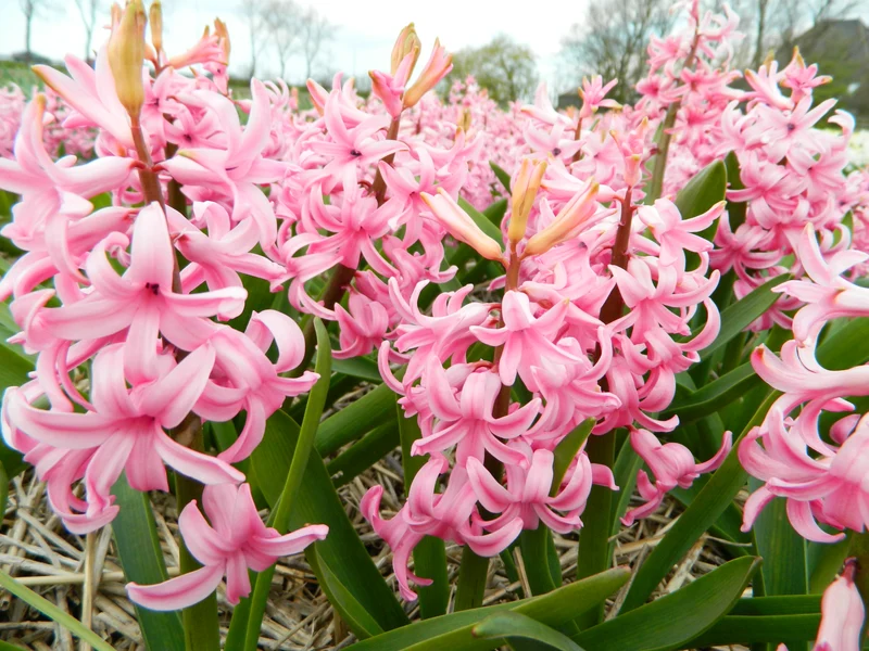 Bulbes de fleurs bio Hyacinthus Pink Pearl calibre 14/+ (hpipe14)