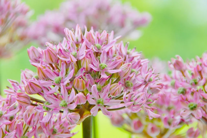 Bulbes de fleurs Non-Traité Allium Pink Jewel calibre 10/+ (3108500)