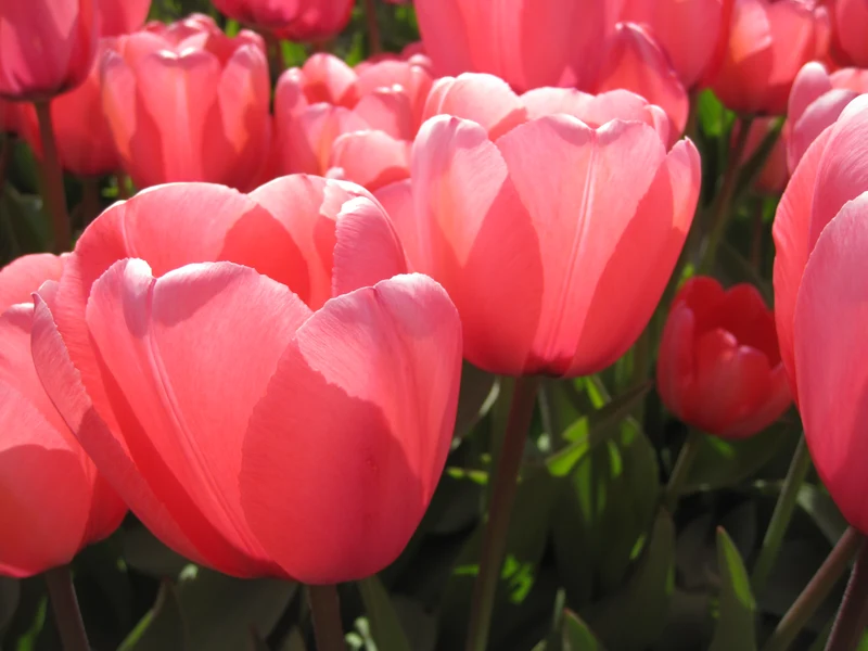Bulbes de fleurs Non-Traité Tulipe Pink Impression® calibre 12/+ (1012300)