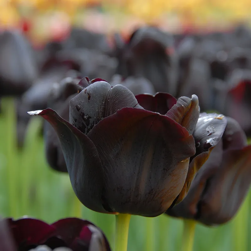 Bulbes de fleurs Non-Traité Tulipe Paul Scherer® calibre 12/+ (1012000)