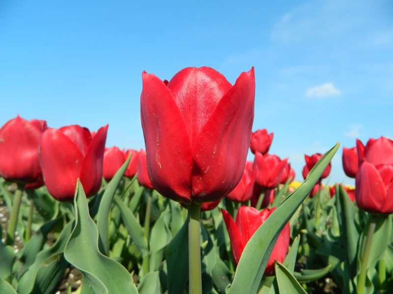 Bulbes de fleurs Non-Traité Tulipe Pallada calibre 12/+ (1011800)