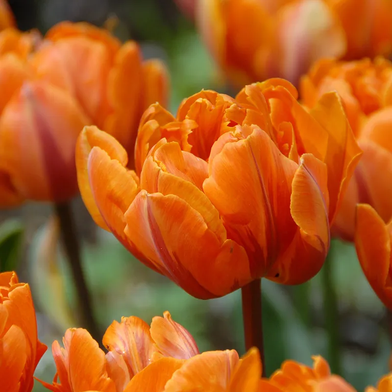 Bulbes de fleurs Non-Traité Tulipe Orange Princess calibre 12/+ (1011500)