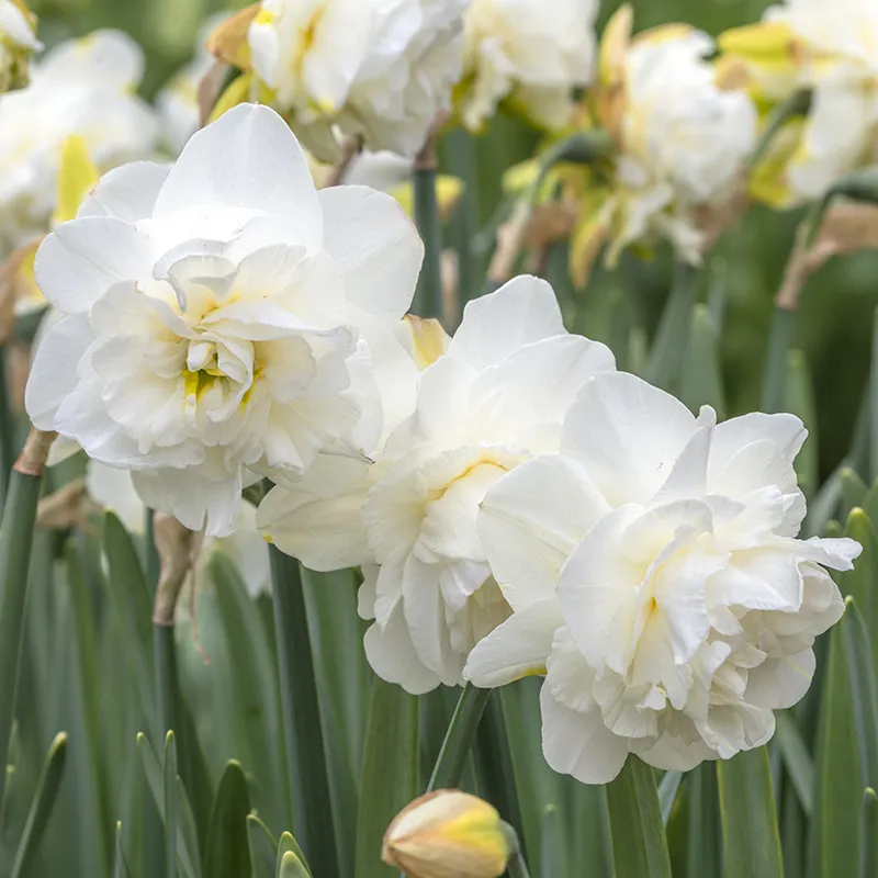 Bulbes de fleurs Non-Traité Narcissus Obdam calibre sp14/16 (2007600)