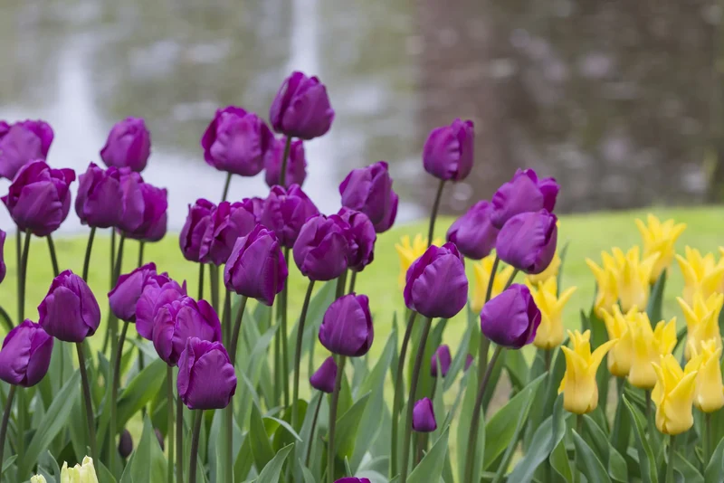 Bulbes de fleurs Non-Traité Tulipe Negrita calibre 12/+ (1011200)