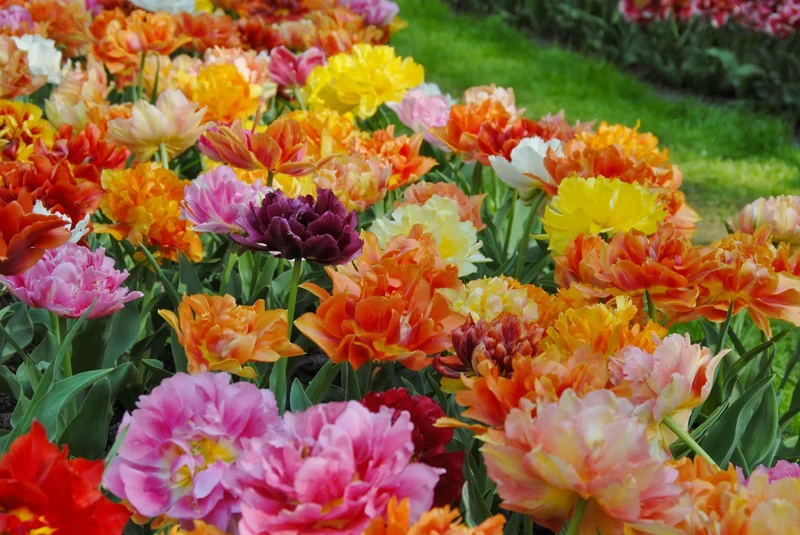 Bulbes de fleurs Non-Traité Mix Murillo Mix (9001700)