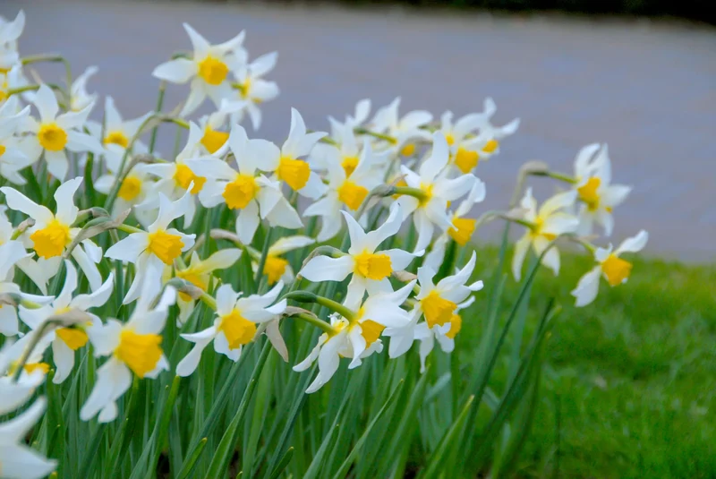 Bulbes de fleurs Non-Traité Narcissus Mrs. Langtry calibre 1 (2029100)
