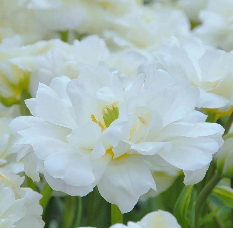 Bulbes de fleurs Non-Traité Tulipe Mount Tacoma calibre 12/+ (1011000)