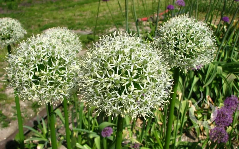 Bulbes de fleurs Non-Traité Allium Mont Blanc calibre 20/+ (3118510)