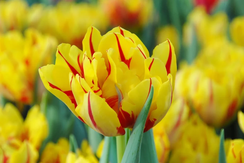Bulbes de fleurs Non-Traité Tulipe Monsella calibre 12/+ (1010600)