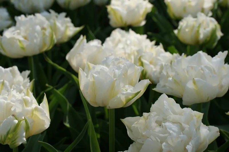 Bulbes de fleurs Non-Traité Tulipe Mondial® calibre 12/+ (1010500)