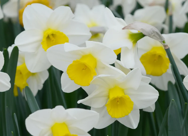 Bulbes de fleurs Non-Traité Narcissus Merels Favourite calibre sp12/14 (2003210)