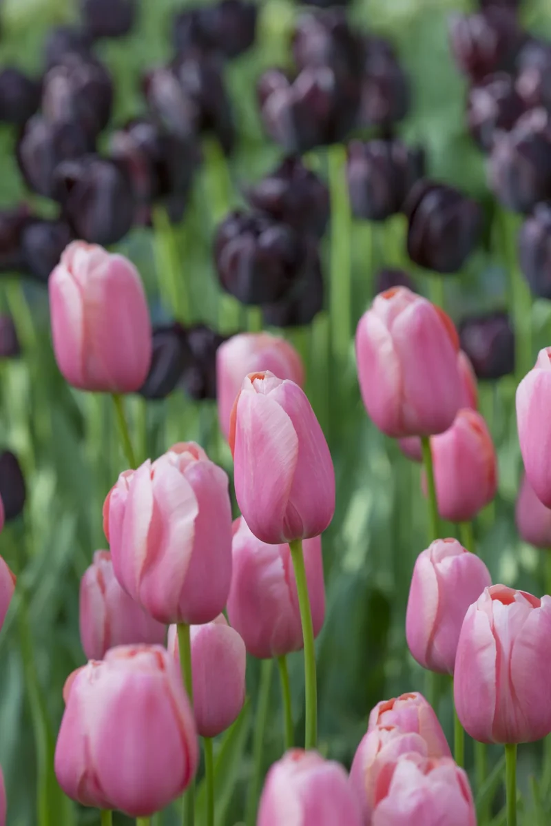 Bulbes de fleurs Non-Traité Tulipe Menton calibre 12/+ (1010100)