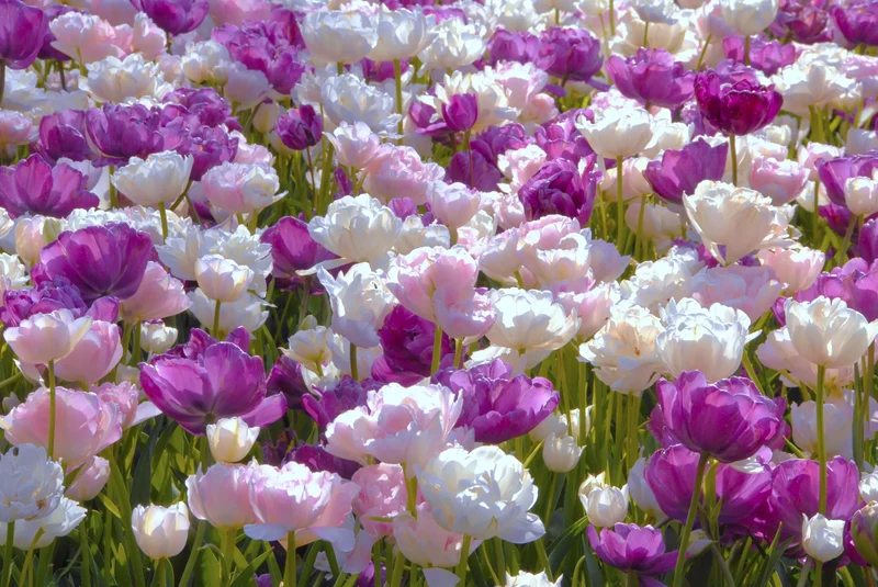 Bulbes de fleurs Non-Traité Mix May Romance Mix (9001300)