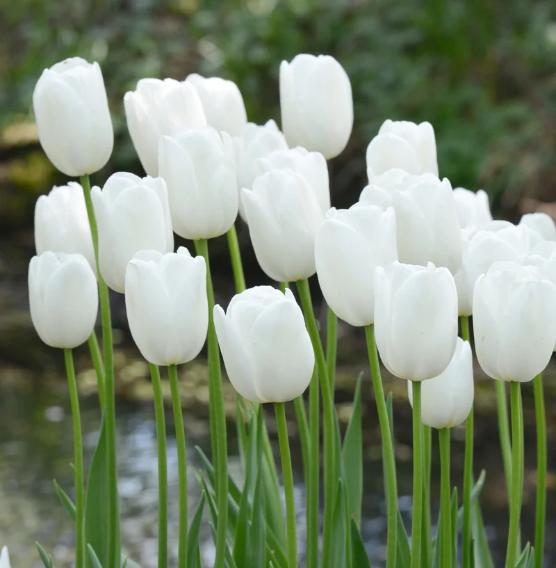 Bulbes de fleurs Non-Traité Tulipe Maureen calibre 12/+ (1010000)