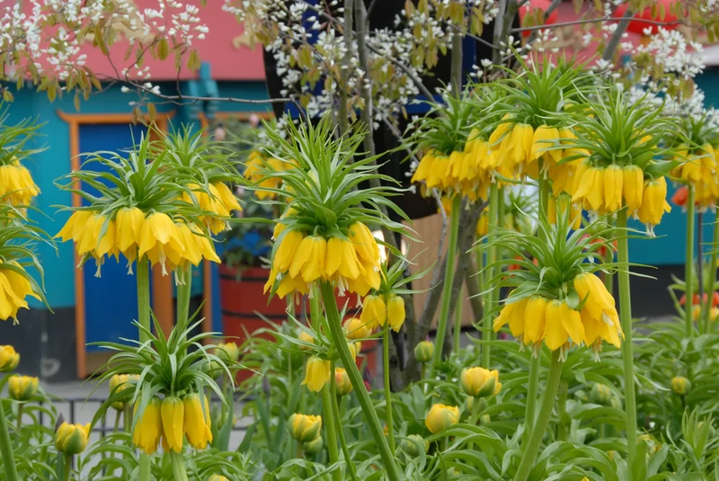 Bulbes de fleurs Non-Traité Fritillaria imperialis Lutea calibre 24/+ (3601000)