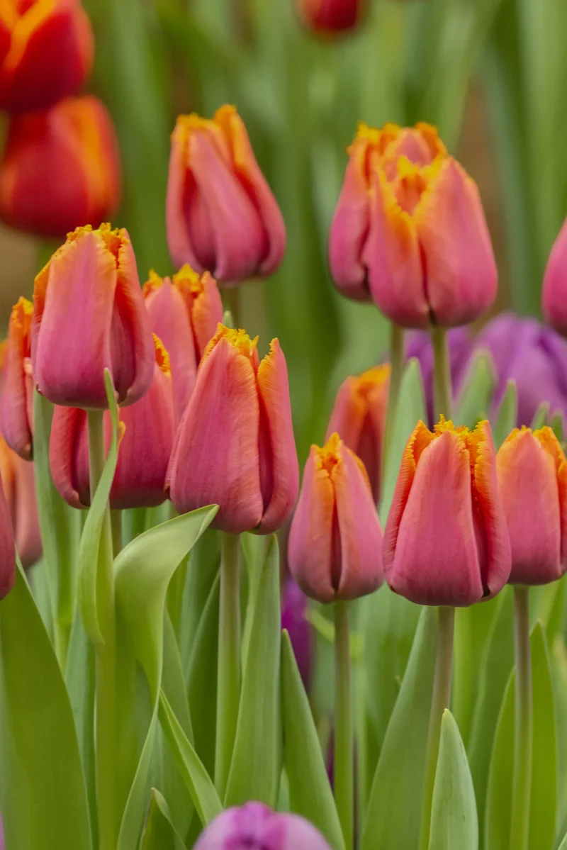 Bulbes de fleurs Non-Traité Tulipe Louvre Orange calibre 12/+ (1042200)
