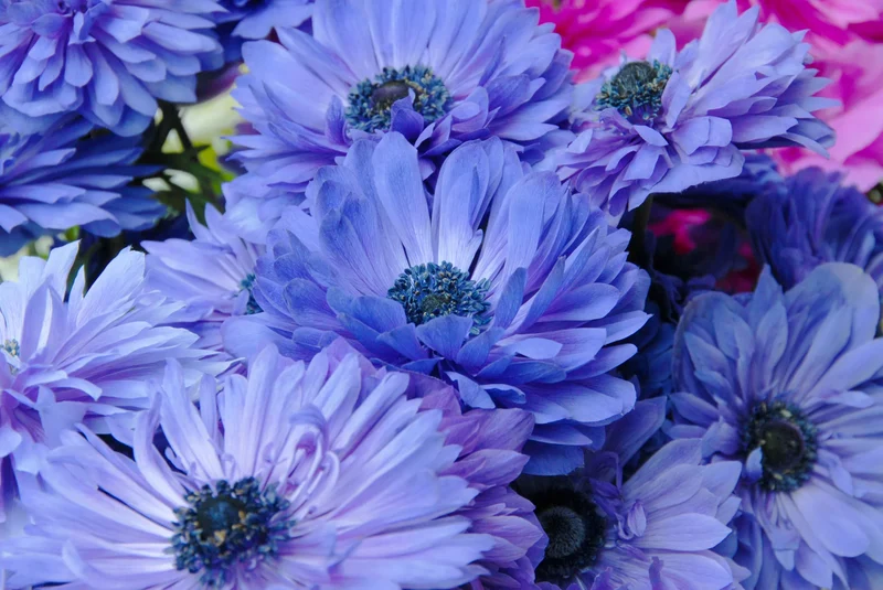 Bulbes de fleurs Non-Traité Anemone Lord Lieutenant calibre 7/8 (5001300)