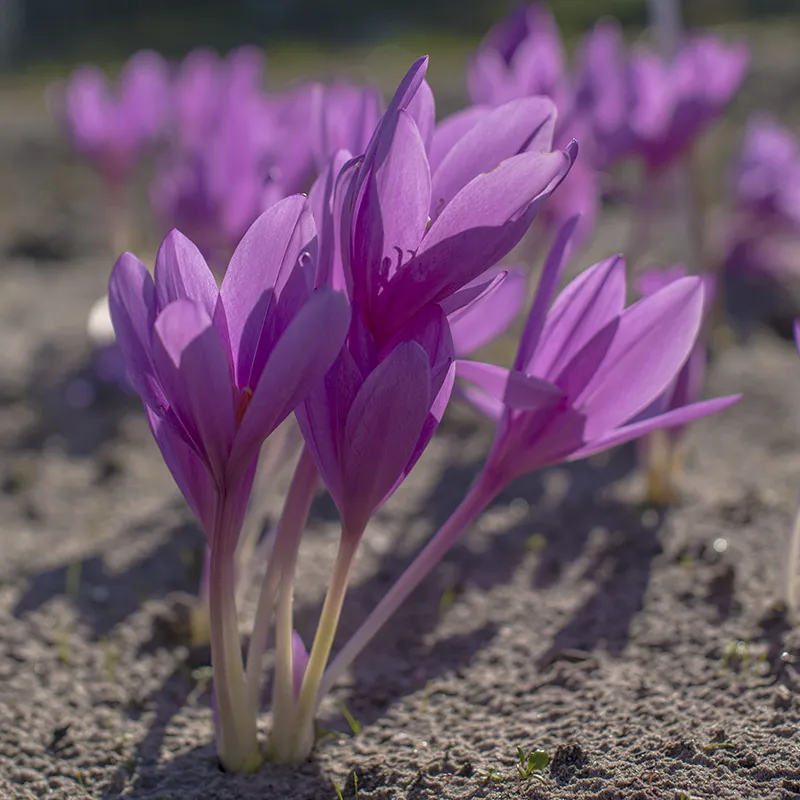 Bulbes de fleurs Non-Traité Colchicum Lilac Wonder calibre 20/+ (3502000)