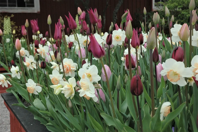 Bulbes de fleurs Non-Traité Mix Lilac Morning Mix (9002900)