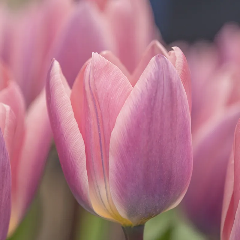 Bulbes de fleurs Non-Traité Tulipe Light and Dreamy calibre 12/+ (1009300)
