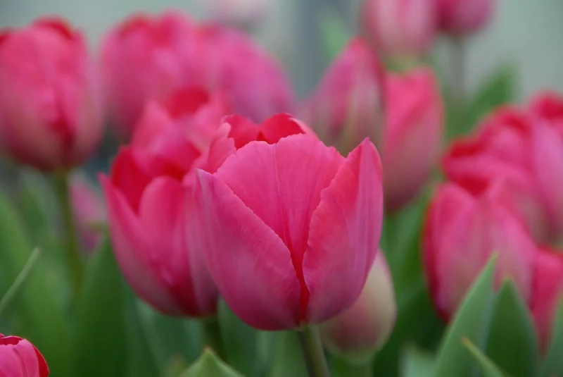 Bulbes de fleurs Non-Traité Tulipe Lady van Eijk® calibre 12/+ (1009100)