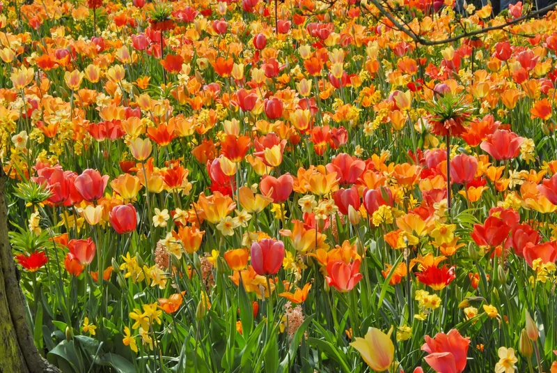 Bulbes de fleurs Non-Traité Mix Lady Marmalade Mix (9003000)