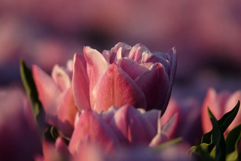 Bulbes de fleurs Non-Traité Tulipe La Belle Epoque® calibre 12/+ (1025700)