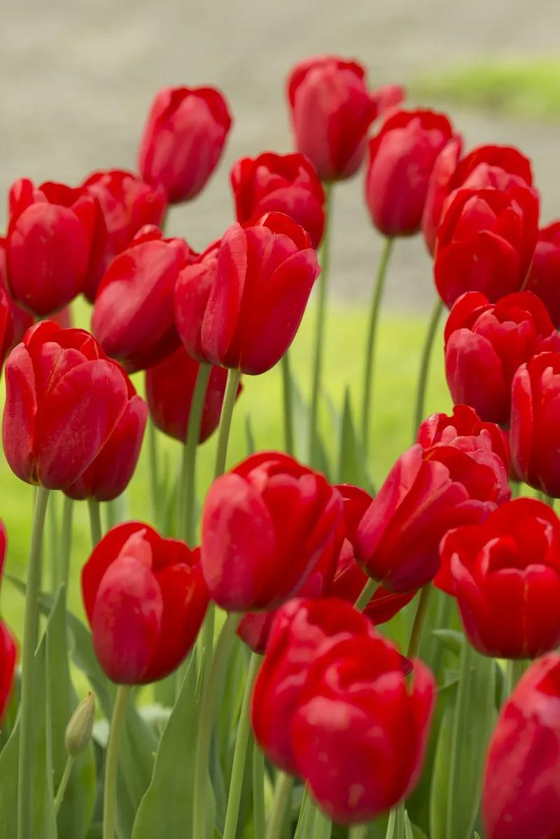 Bulbes de fleurs Non-Traité Tulipe Kingsblood calibre 12/+ (1009000)