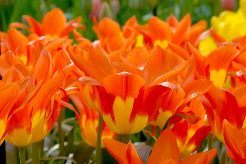 Bulbes de fleurs Non-Traité Tulipe Juan calibre 12/+ (1008900)