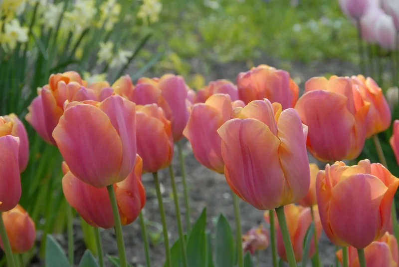 Bulbes de fleurs Non-Traité Tulipe Jimmy calibre 12/+ (1043500)