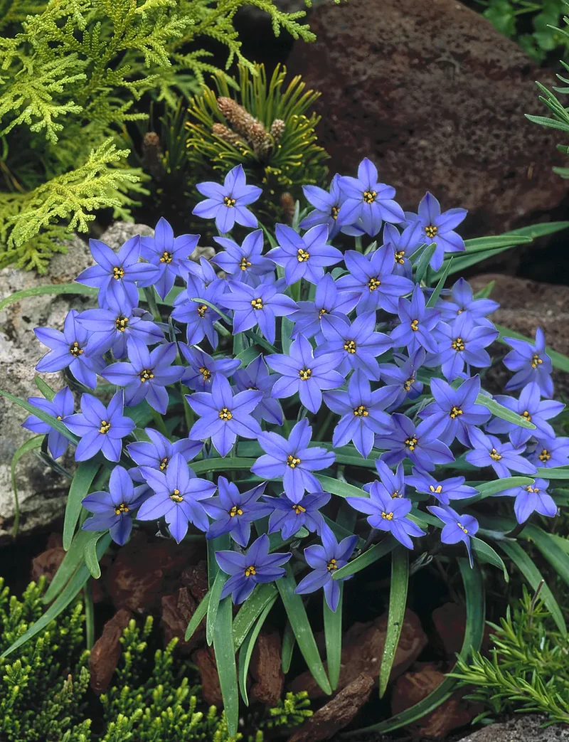 Bulbes de fleurs Non-Traité Ipheion Jessie® calibre 4/+ (3741500)